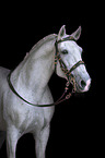 Lusitano