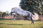 Lusitano in action