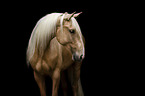 Lusitano in front of black background