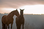 standing Lusitanos