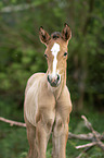 Lusitano foal