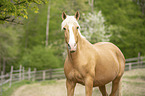 Lusitano Portrait