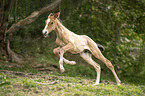 Lusitano foal