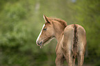 Lusitano foal