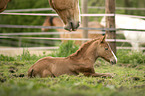 Lusitanos