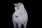 Lusitano Portrait