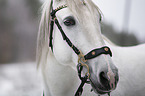 Lusitano Portrait