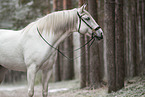 Lusitano Portrait