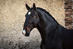 Lusitano