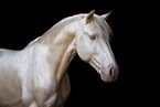 Lusitano