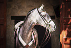 Lusitano