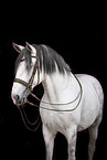 Lusitano