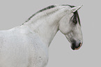 Lusitano