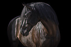 Lusitano