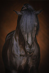 Lusitano