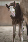 Lusitano