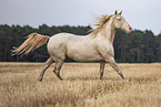 Lusitano