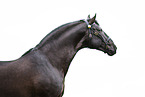 Lusitano