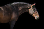 Lusitano