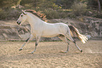 Lusitano