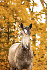 Lusitano