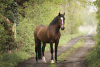 Lusitano