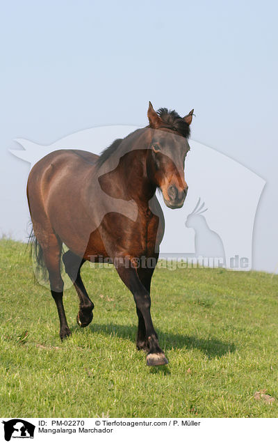 Mangalarga Marchador / Mangalarga Marchador / PM-02270