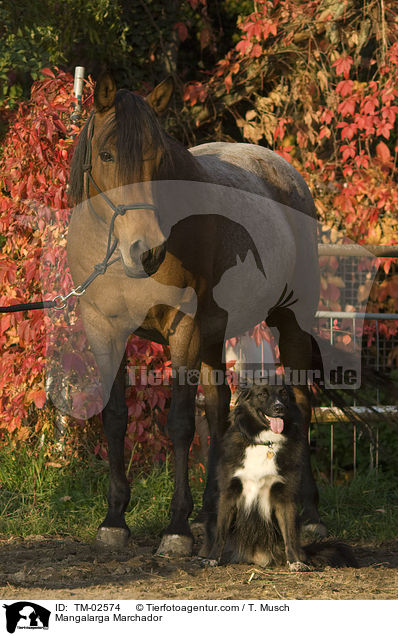 Mangalarga Marchador / Mangalarga Marchador / TM-02574