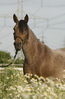 Mangalarga Marchador Portrait