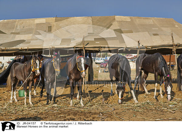 Marwari Horses on the animal market / JR-04157