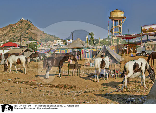 Marwari Horses on the animal market / JR-04160