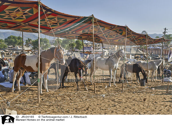 Marwari Horses on the animal market / JR-04165