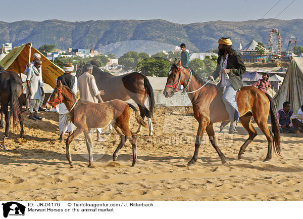 Marwari Horses on the animal market / JR-04176