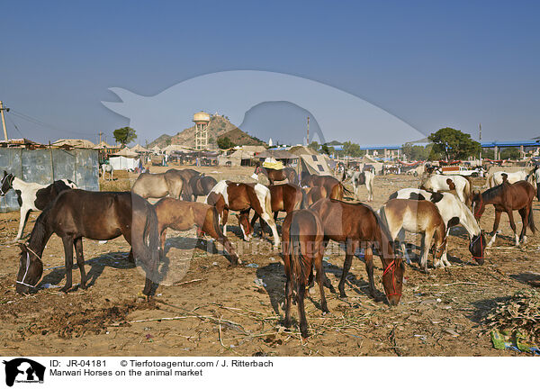 Marwari auf dem Viehmarkt / Marwari Horses on the animal market / JR-04181