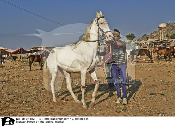 Marwari Horse on the animal market / JR-04182