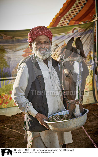 Marwari auf dem Viehmarkt / Marwari Horse on the animal market / JR-04183