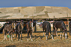 Marwari Horses on the animal market