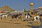 Marwari Horses on the animal market