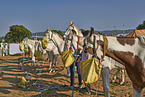 Marwari Horses on the animal market