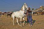 Marwari Horse on the animal market