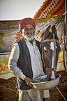 Marwari Horse on the animal market