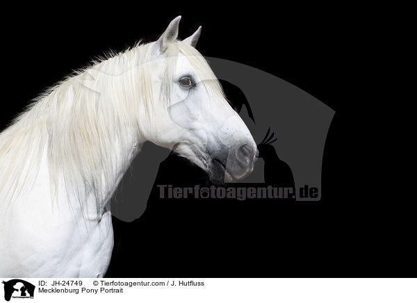 Mecklenburg Pony Portrait / JH-24749
