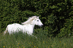 galloping Mecklenburg Pony