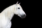 Mecklenburg Pony Portrait