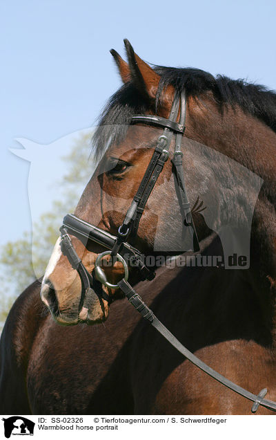 Mecklenburger Portrait / Warmblood horse portrait / SS-02326