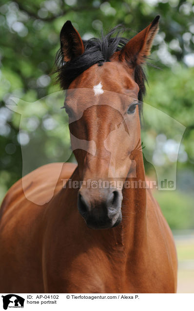 horse portrait / AP-04102