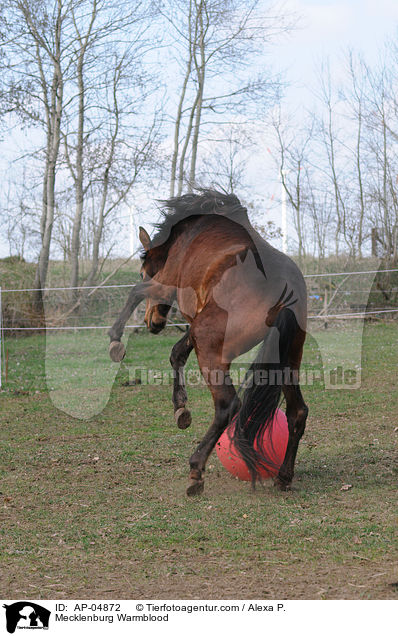 Mecklenburger / Mecklenburg Warmblood / AP-04872