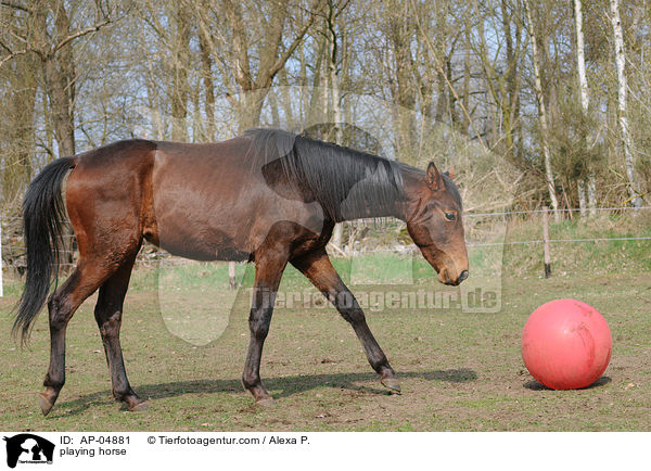 Pferd spielt mit Ball / playing horse / AP-04881