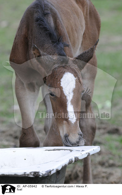 Mecklenburger Fohlen / foal / AP-05942