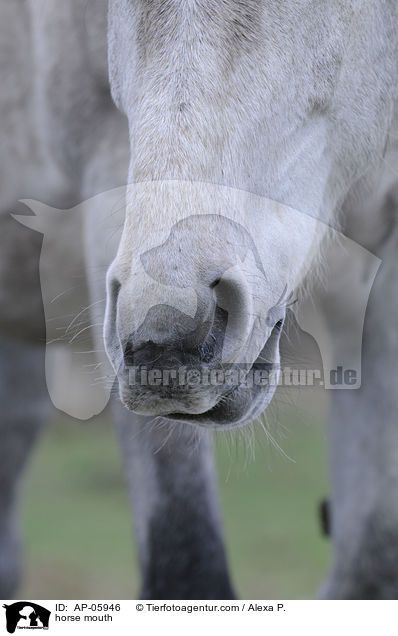 horse mouth / AP-05946